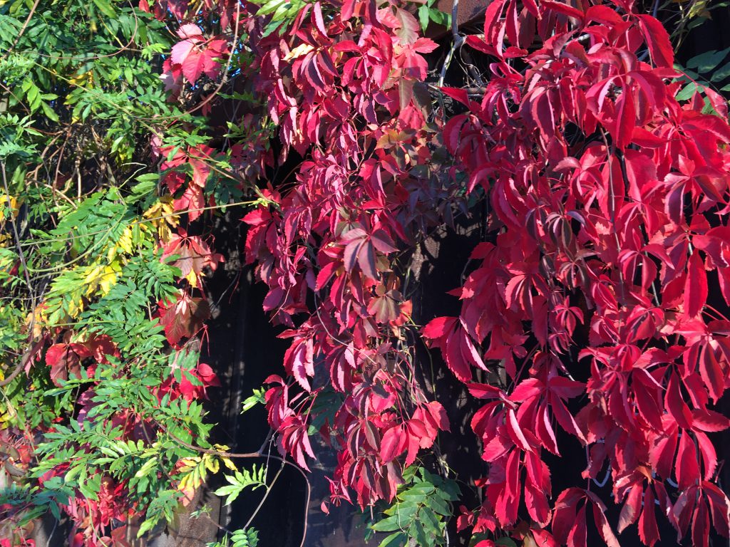 Wein im Herbst an der Wand