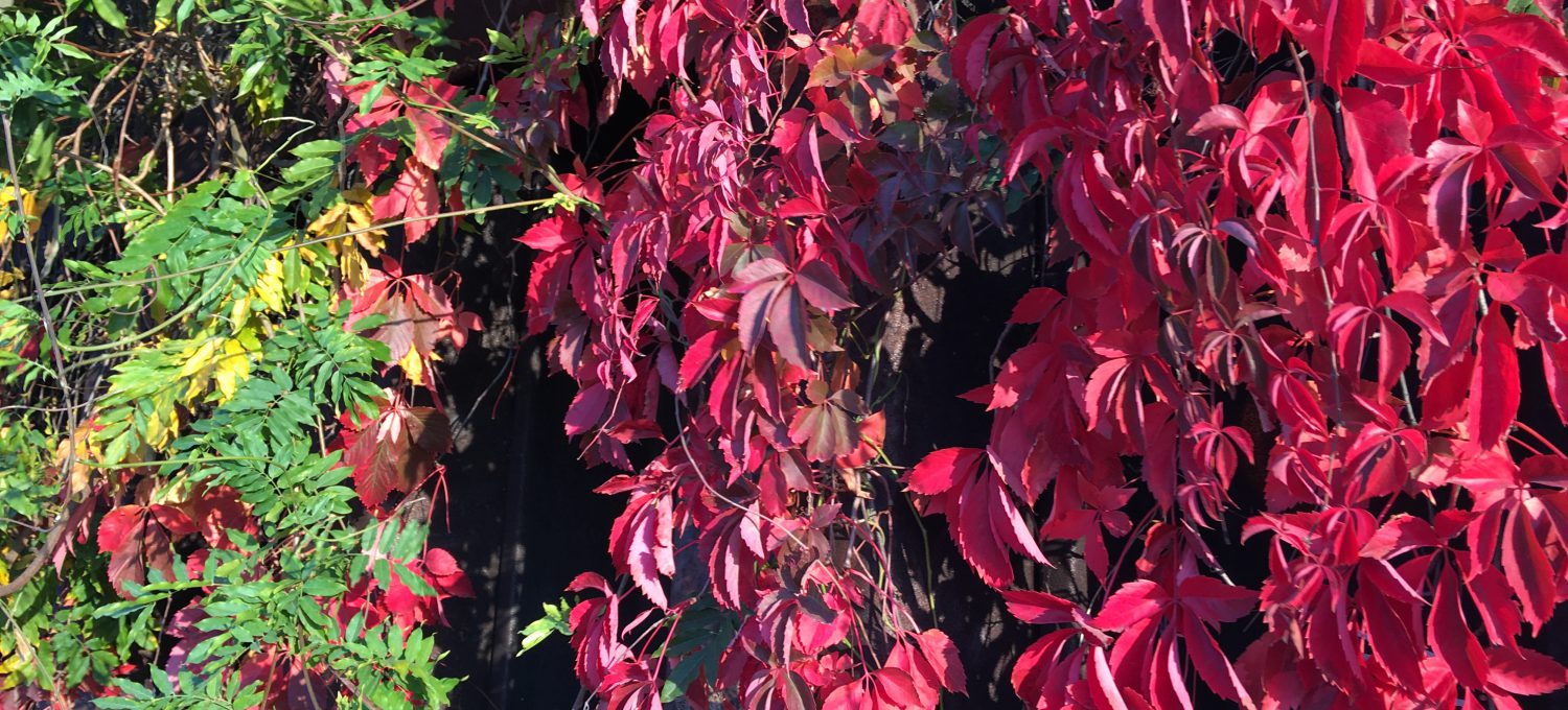 Wein im Herbst an der Wand