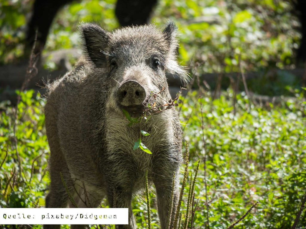 elbwild-wildschwein