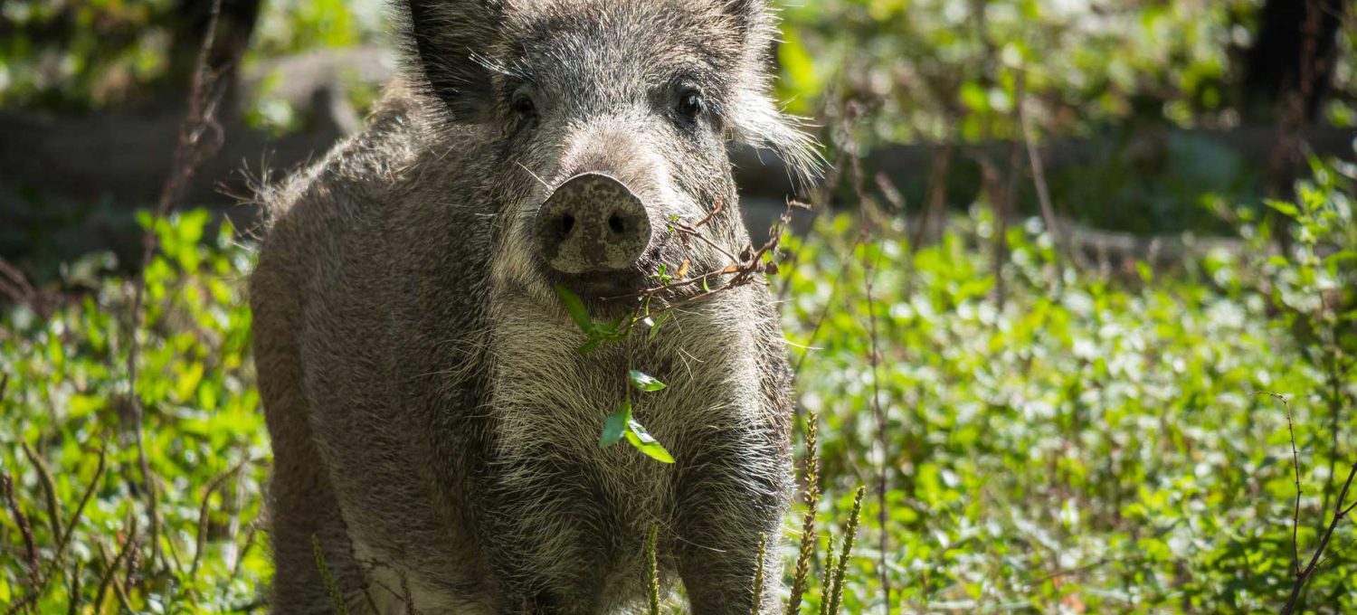 elbwild-wildschwein