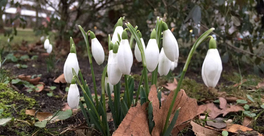 Schneegloeckchen-in-der-stadt1