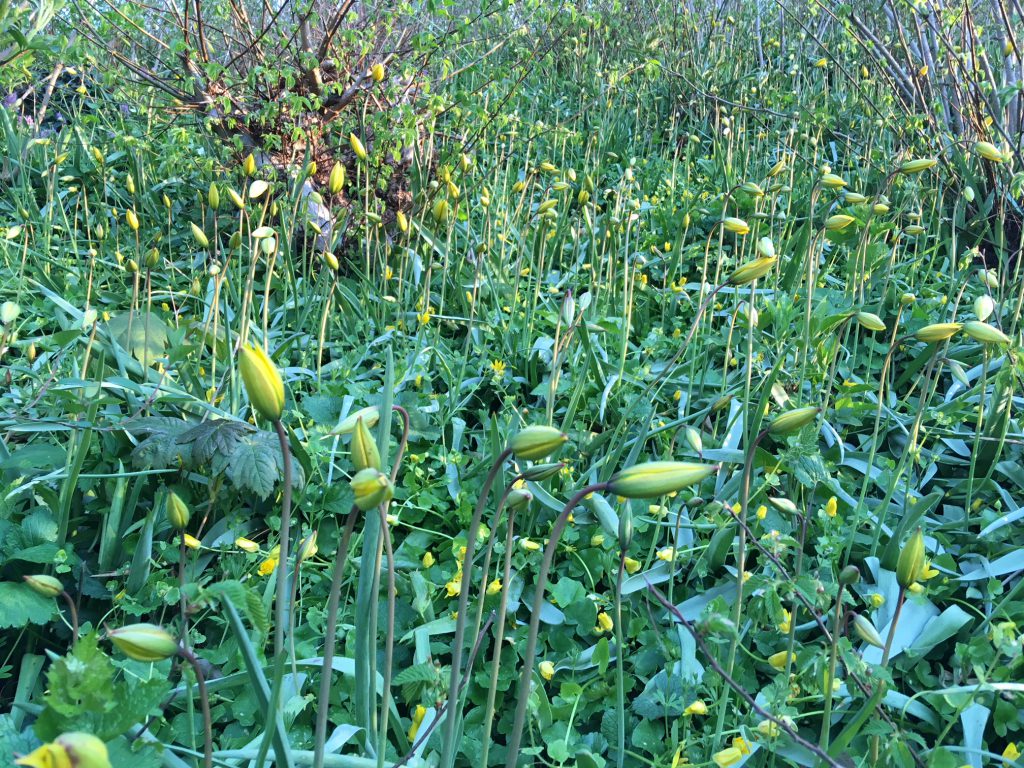 Wilde-gelbe-Tulpen-krautfarming