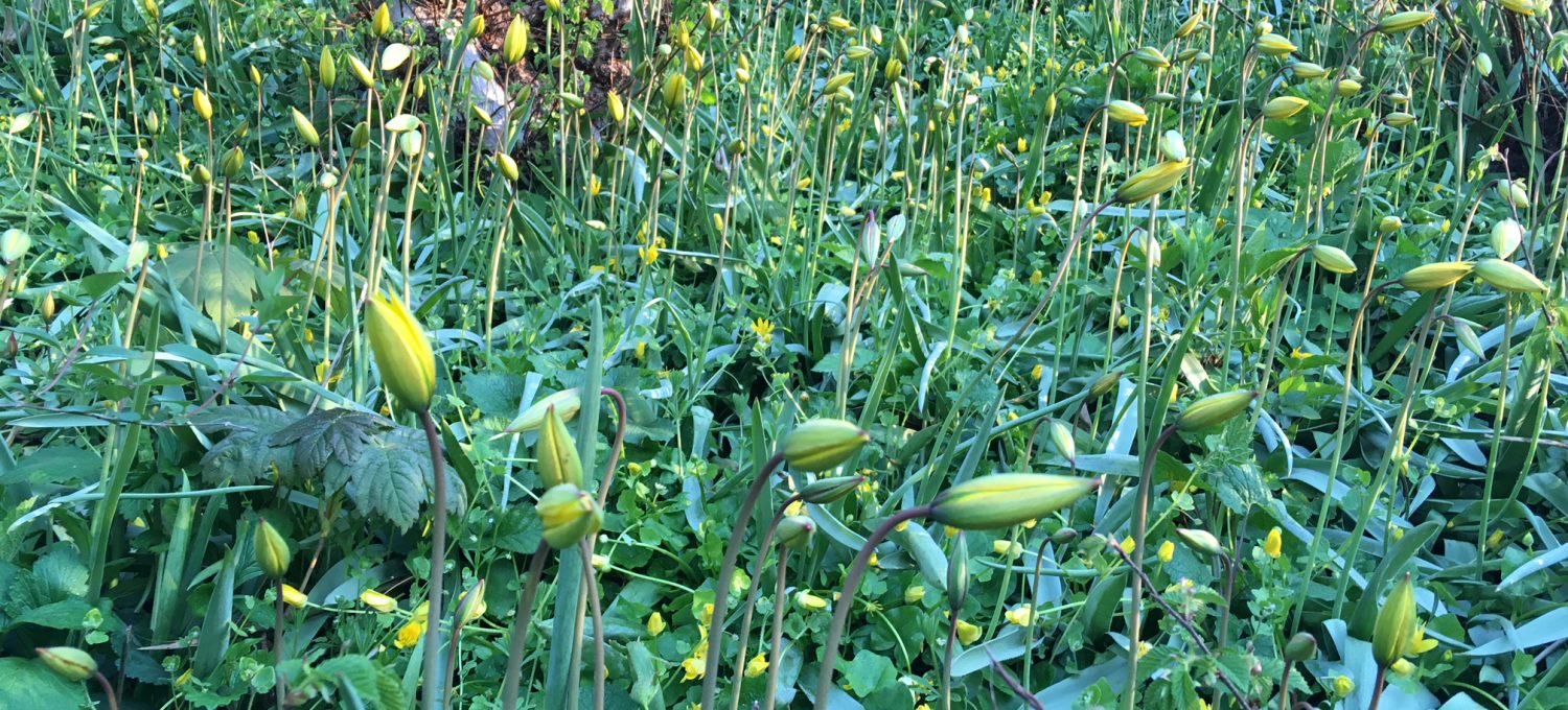 Wilde-gelbe-Tulpen-krautfarming