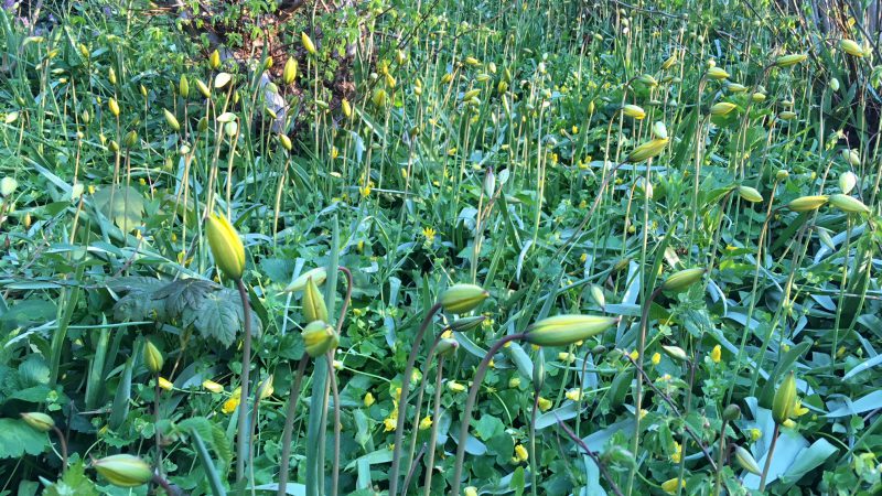 Wilde-gelbe-Tulpen-krautfarming